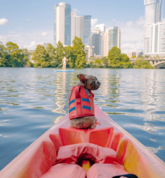 Dog on a boat with skyline in the background